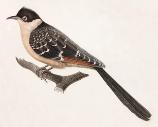 Een kleurenillustratie van een grijze vogel