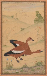 Een paar Brahminy-eenden, ca. 1595, randen waarschijnlijk toegevoegd in de 1800s