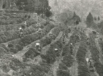 Een theeplantage buiten de stad, Kobe, Japan, 1895