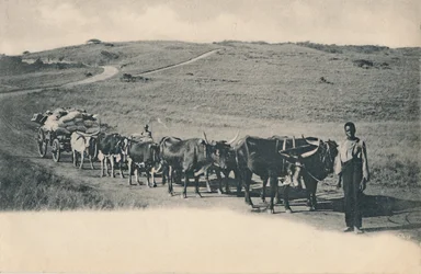 Een typische ossenwagen - Zuid-Afrika, begin 20e eeuw