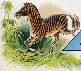 Een zebra. Gravure in "ABC L