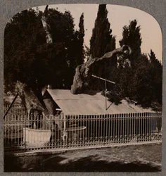 Abrahams Eik bij Hebron, ca. 1900