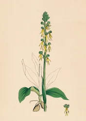 Aceras anthropophora. Man Orchis