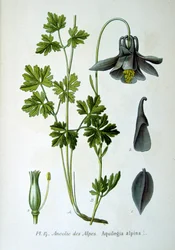 Alpenakelei, 1893