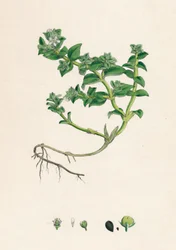 Alsine peploides. Zeekraal
