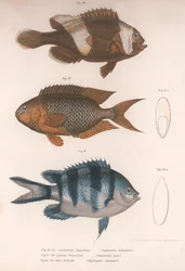 Amphiprion bifasciatus. Pomacentris pavo. Glyphisodo, ca. 1850s
