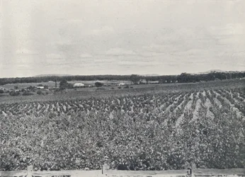 Een Australische wijngaard, 1923
