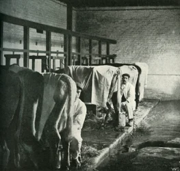 Een moderne melkstal op de Walker-Gordon boerderij, 1902