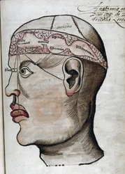 Anatomie 16e eeuw: doorsnede van de hersenen, voor de studie van de lokalisatie van verschillende hersenfuncties en de organen van het hoofd die ermee verbonden zijn