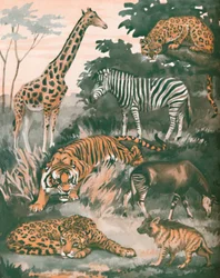 Dieren geholpen door vlekken en strepen, 1935