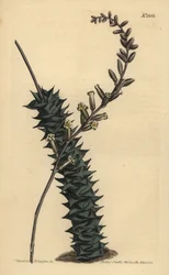 Astroloba foliolosa (Kleinbladige aloë)