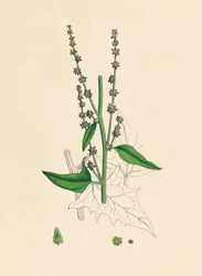 Atriplex Smithii. Smiths Orache, 19e eeuw