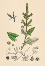 Atriplex deltoidea. Driehoekig bladige Orache, 19e eeuw