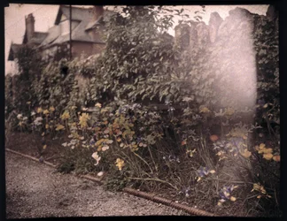 Autochroom van bloemen, ca. 1908