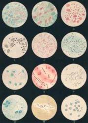 Bacteriën
