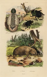 Bamboezwam, Phallus indusiatus 1, mestkevers, Coprophanaeus ensifer 2 en Diabroctis mimas 3, en gewone wombat, Vombatus ursinus 4