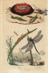 Tonbubbel slak, Acteon tormatilis 1, kraalanemoon, Actinia equina 2, geelgestreepte langhoorn, Nemophora degeerella 3, bruine glazenmaker, Aeshna grandis 4