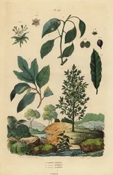 Laurier, Laurus nobilis, kamferboom, Cinnamomum camphora, en sassafras, Sassafras albidum