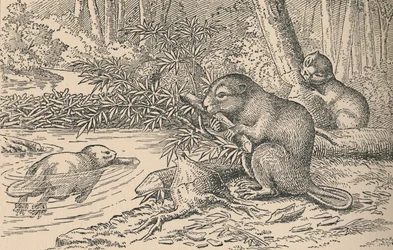 Bever