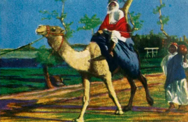 Bedoeïen op een kameel, Egypte