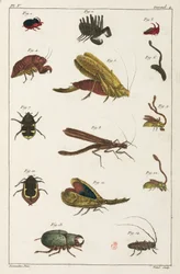 Kevers en andere insecten, Zuid-Amerika