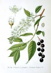 Vogelkers, 1893