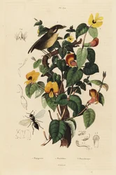 Zwartwangige muggeneter, Conopophaga melanops, knappe lathyrus, Platylobium formosum, en Inostemma boscii wesp