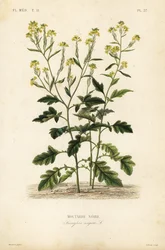 Zwarte mosterd