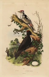 Zwarte specht, Dryocopus martius, en grote bonte specht, Dendrocopos major