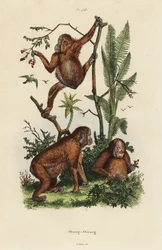 Borneose orang-oetans, Pongo pygmaeus