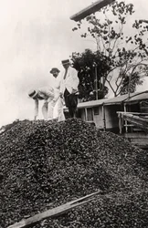 Brazilnoten geoogst uit de Amazonevallei, ca. 1900s