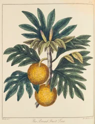 Broodvrucht Artocarpus incisus, ca. 1798