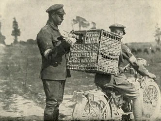 Britse legerduiven in Frankrijk, 1919
