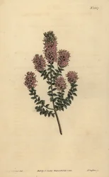 Buchu, Agathosma pulchella (Stompe diosma, Diosma pulchella)