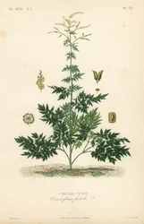 Zilverkaars of cohosh, Actaea cimicifuga, Cimicifuga foetida, Cimicaire fetide