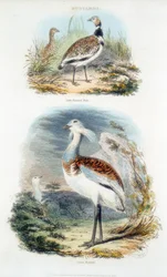 Trappen, 1835