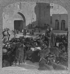 Geiten kopen bij de Damascuspoort, Jeruzalem, c1900