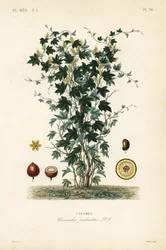 Kalumbaboom, Jateorhiza columba