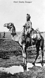 Kameel cavalerie transport, India, 20e eeuw