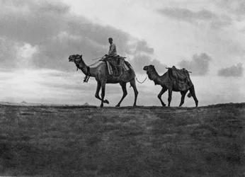 Kamelen in de woestijn buiten Caïro, Egypte, c1920s