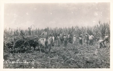 Rietsnijden, c1930