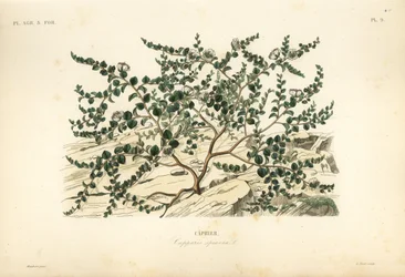 Kappertjesstruik of Flinders roos, Capparis spinosa