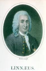 Carolus Linnaeus, 18e-eeuwse Zweedse natuuronderzoeker, begin 19e eeuw