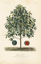 Champakboom, Magnolia champaca