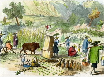 Chinese oogst, Hong Kong, ca. 1875