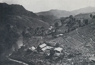 Cingalese theeplantage, 1924