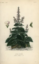 Scharlei, Salvia selarea, Sauge sclaree