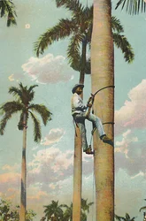 Klimmen in de Koninklijke Palm - Subiendo la Palma Real