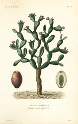 Cochenille cactus, Nopalea cochenillifera, Opuntia cochenillifera, Cactus cochenillifer, Cactus coccinellifer, Cactus a cochenilles