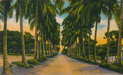 Kokosnootlaan, Barranquilla, ca. 1940s
